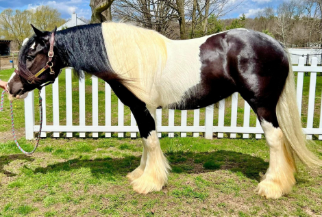 HorseID: 2303015 CR Allouette - PhotoID: 1085540