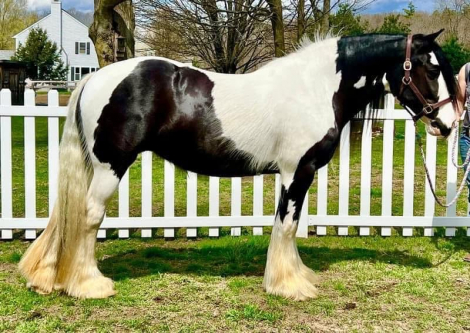 HorseID: 2303015 CR Allouette - PhotoID: 1085541