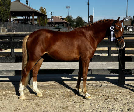 HorseID: 2303018 Bennos Imagine - PhotoID: 1085543