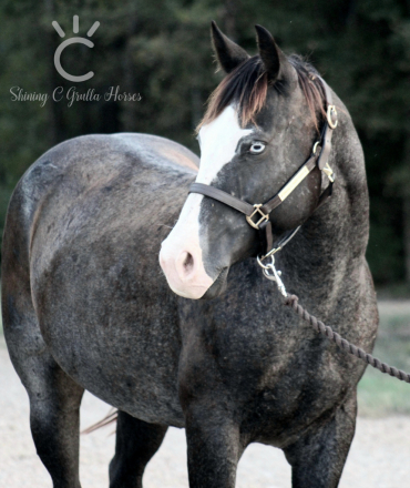 HorseID: 2303026 DAZZLING BLUE CHIC - PhotoID: 1085547