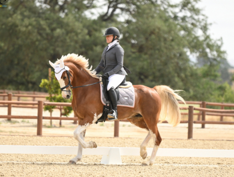 HorseID: 2303029 Knoxy Lane BRB - PhotoID: 1085548