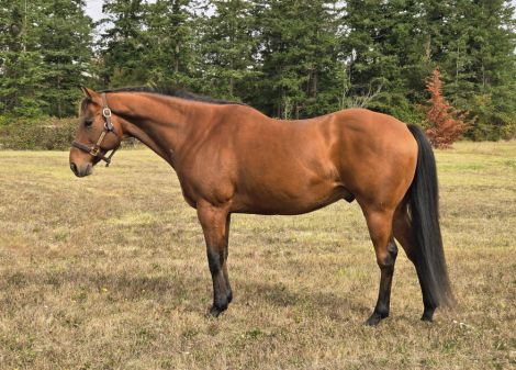 HorseID: 2303030 Jack - PhotoID: 1085549