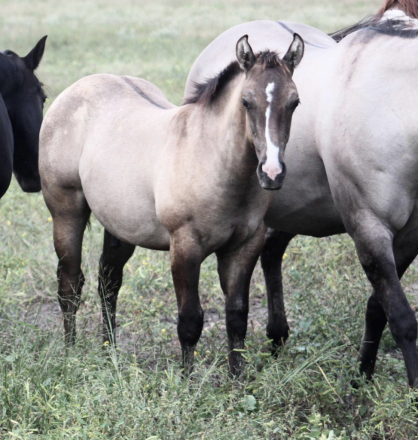 HorseID: 2303031 JUSTA SPLASH BOMB X JAZ SILVER DOLLAR - PhotoID: 1085550