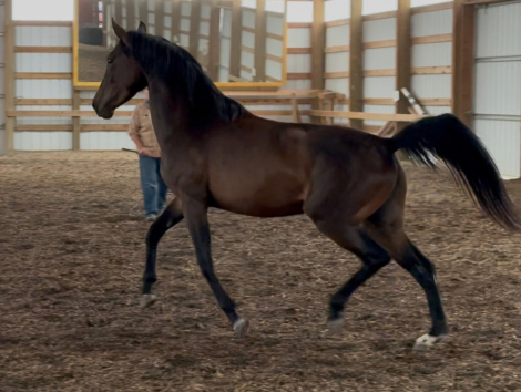 HorseID: 2303032 Sandra Sue - PhotoID: 1085551