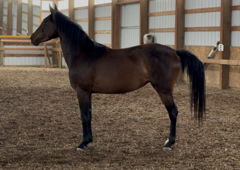 HorseID: 2303032 Sandra Sue - PhotoID: 1085552