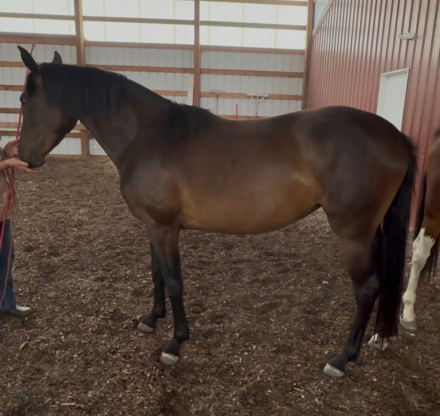 HorseID: 2303032 Sandra Sue - PhotoID: 1085553