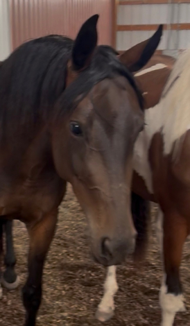 HorseID: 2303032 Sandra Sue - PhotoID: 1085554