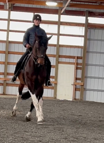 HorseID: 2303032 Sandra Sue - PhotoID: 1085555