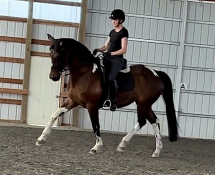 HorseID: 2303032 Sandra Sue - PhotoID: 1085556