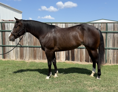 HorseID: 2303034 Docs Lil Feintastic - PhotoID: 1085557