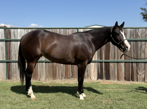 HorseID: 2303034 Docs Lil Feintastic - PhotoID: 1085558