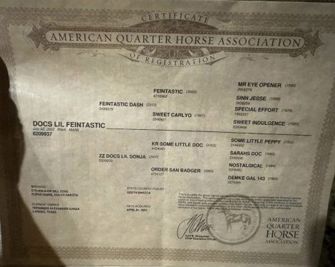 HorseID: 2303034 Docs Lil Feintastic - PhotoID: 1085559