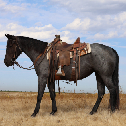 HorseID: 2303035 Lazy K Boonlight Cat - PhotoID: 1085561