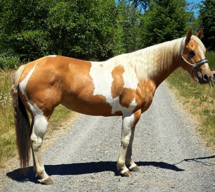 HorseID: 2303040 SH NU KINDA VIOLET - PhotoID: 1085569