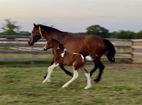 HorseID: 2303041 Penumbra DC - PhotoID: 1085568