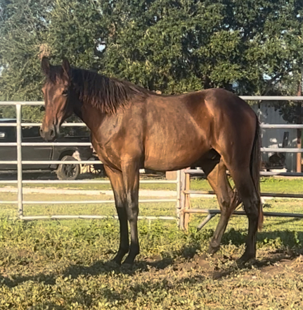 HorseID: 2303044 Ignacio FFR - PhotoID: 1085571