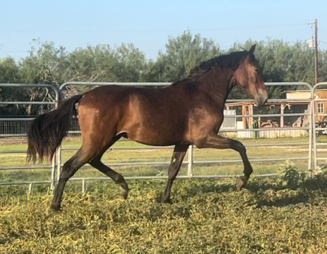 HorseID: 2303044 Ignacio FFR - PhotoID: 1085572