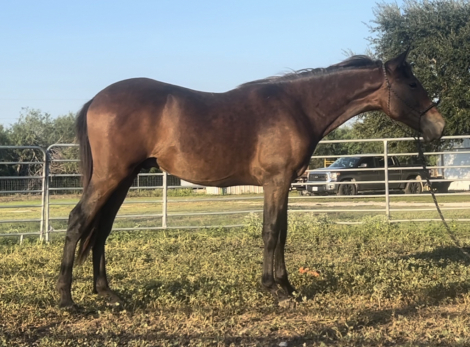 HorseID: 2303044 Ignacio FFR - PhotoID: 1085573