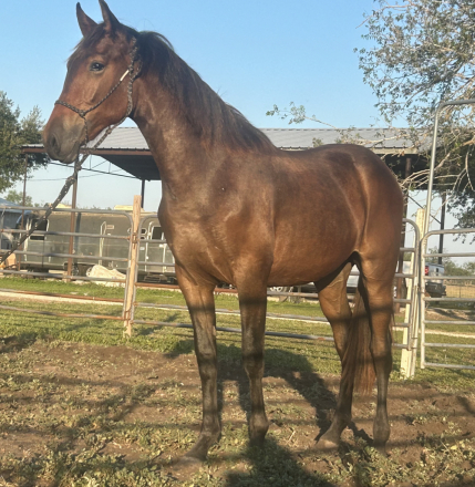 HorseID: 2303044 Ignacio FFR - PhotoID: 1085574