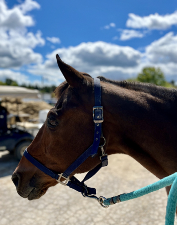 HorseID: 2303045 Stardust Suprize - PhotoID: 1085575