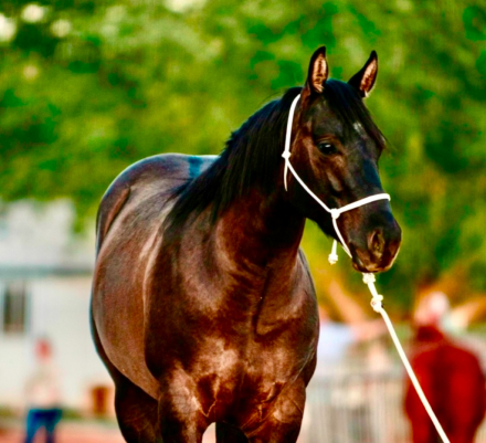 HorseID: 2303049 Hashtag Buzz - PhotoID: 1085585