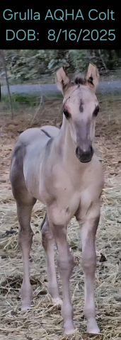 HorseID: 2303051 Name pending - PhotoID: 1085587