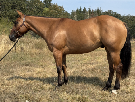 HorseID: 2303055 Mav - PhotoID: 1085588