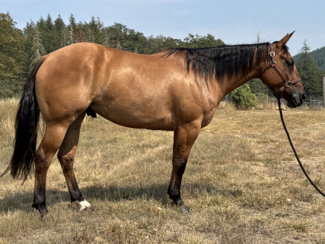 HorseID: 2303055 Mav - PhotoID: 1085589