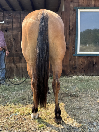 HorseID: 2303055 Mav - PhotoID: 1085590