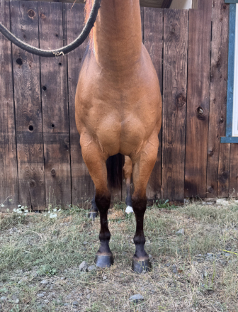 HorseID: 2303055 Mav - PhotoID: 1085591