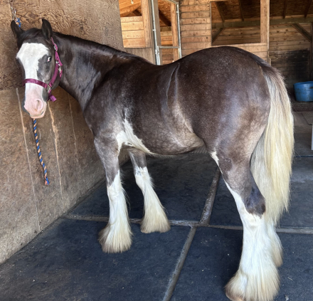 HorseID: 2303057 WHF Dream Keeper - PhotoID: 1085592