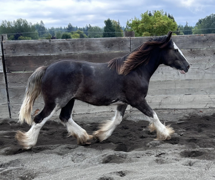 HorseID: 2303057 WHF Dream Keeper - PhotoID: 1085593