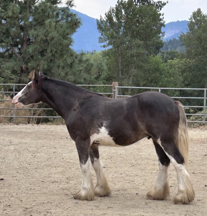 HorseID: 2303057 WHF Dream Keeper - PhotoID: 1085594