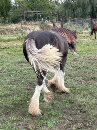 HorseID: 2303057 WHF Dream Keeper - PhotoID: 1085595