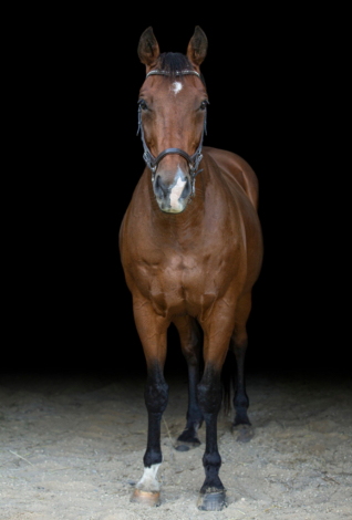 HorseID: 2303058 Scotts Gap - PhotoID: 1085596