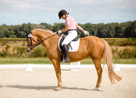 HorseID: 2303064 Best’s Scarlett - PhotoID: 1085599