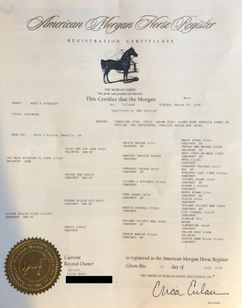 HorseID: 2303064 Best’s Scarlett - PhotoID: 1085600