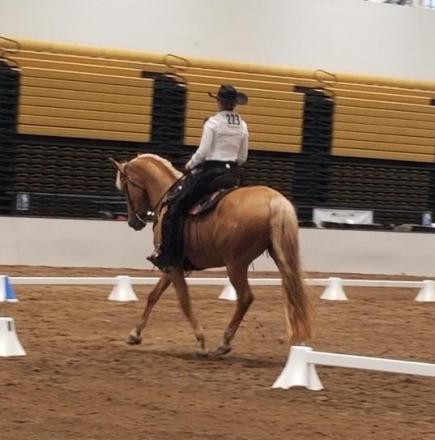 HorseID: 2303064 Best’s Scarlett - PhotoID: 1085601