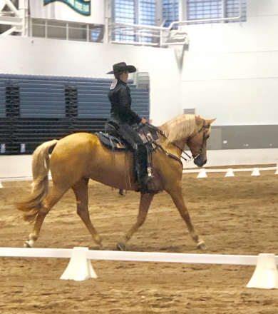 HorseID: 2303064 Best’s Scarlett - PhotoID: 1085602