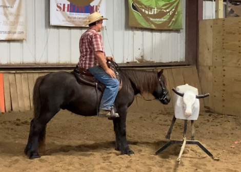 HorseID: 2303066 Kimberlake Latimere - PhotoID: 1085604