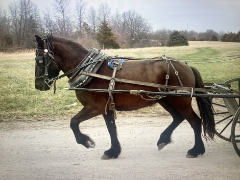 HorseID: 2303066 Kimberlake Latimere - PhotoID: 1085605