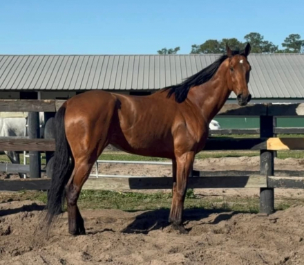 HorseID: 2303075 Awkward Pause - PhotoID: 1085608