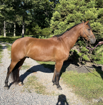 HorseID: 2303081 Spirit - PhotoID: 1085613