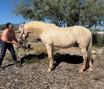 HorseID: 2303083 Bon Chance - PhotoID: 1085616