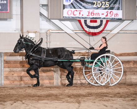 HorseID: 2303091 B & L HANSON PATTY - PhotoID: 1085693