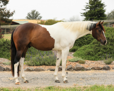 HorseID: 2303093 One Special Joe - PhotoID: 1085694