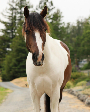 HorseID: 2303093 One Special Joe - PhotoID: 1085695