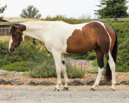 HorseID: 2303093 One Special Joe - PhotoID: 1085696