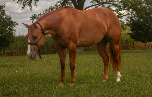 HorseID: 2303094 Genuine Twang - PhotoID: 1085623