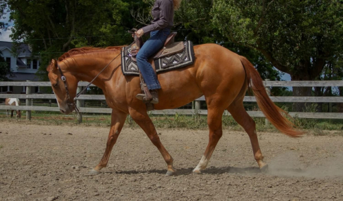 HorseID: 2303094 Genuine Twang - PhotoID: 1085624